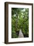 Long pier over a swamp, Kosrae, Federated States of Micronesia, South Pacific-Michael Runkel-Framed Photographic Print