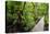 Long pier over a swamp, Kosrae, Federated States of Micronesia, South Pacific-Michael Runkel-Stretched Canvas