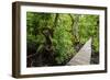 Long pier over a swamp, Kosrae, Federated States of Micronesia, South Pacific-Michael Runkel-Framed Photographic Print