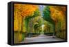 Long Road in Autumn Park-badahos-Framed Stretched Canvas