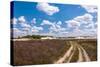 Long Sandy Path in A Colorful Rural Landscape-Ruud Morijn-Stretched Canvas