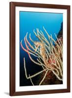 Long-snouted seahorse camouflaged on a White seafan, Italy-Franco Banfi-Framed Photographic Print