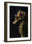 Long Snouted Seahorse (Hippocampus Guttulatus)-Nuno Sa-Framed Premium Photographic Print