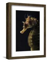 Long Snouted Seahorse (Hippocampus Guttulatus)-Nuno Sa-Framed Photographic Print