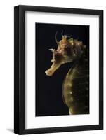 Long Snouted Seahorse (Hippocampus Guttulatus)-Nuno Sa-Framed Photographic Print