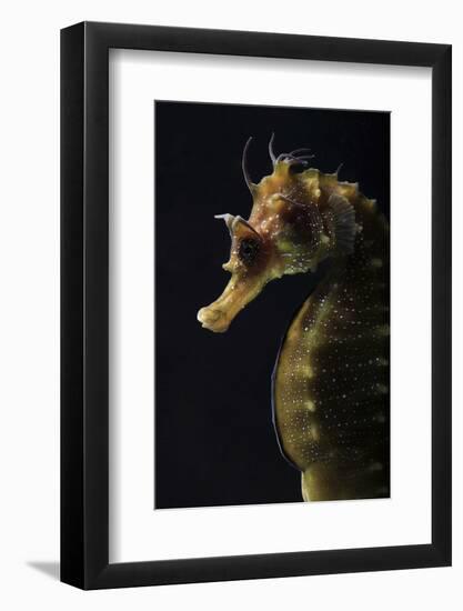 Long Snouted Seahorse (Hippocampus Guttulatus)-Nuno Sa-Framed Photographic Print