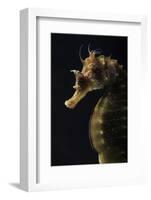 Long Snouted Seahorse (Hippocampus Guttulatus)-Nuno Sa-Framed Photographic Print