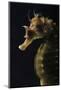 Long Snouted Seahorse (Hippocampus Guttulatus)-Nuno Sa-Mounted Photographic Print