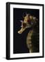 Long Snouted Seahorse (Hippocampus Guttulatus)-Nuno Sa-Framed Photographic Print