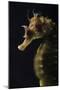 Long Snouted Seahorse (Hippocampus Guttulatus)-Nuno Sa-Mounted Photographic Print