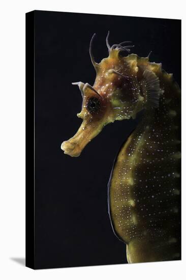 Long Snouted Seahorse (Hippocampus Guttulatus)-Nuno Sa-Stretched Canvas