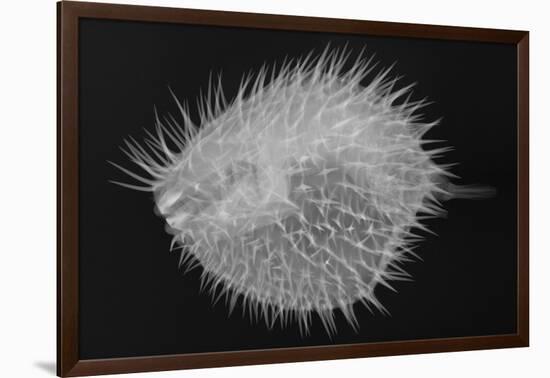 Long-Spine Porcupinefish-Sandra J. Raredon-Framed Art Print