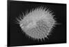 Long-Spine Porcupinefish-Sandra J. Raredon-Framed Art Print