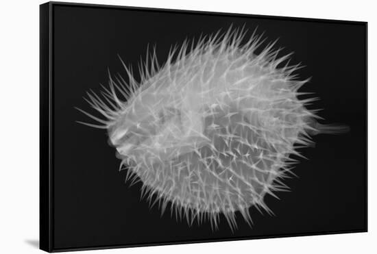 Long-Spine Porcupinefish-Sandra J. Raredon-Framed Stretched Canvas
