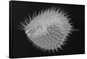 Long-Spine Porcupinefish-Sandra J. Raredon-Framed Stretched Canvas