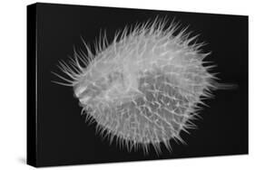 Long-Spine Porcupinefish-Sandra J. Raredon-Stretched Canvas
