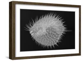 Long-Spine Porcupinefish-Sandra J. Raredon-Framed Art Print