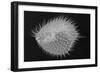 Long-Spine Porcupinefish-Sandra J. Raredon-Framed Art Print