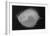 Long-Spine Porcupinefish-Sandra J. Raredon-Framed Art Print