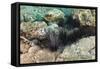 Long-Spined Sea Urchins (Diadema Antillarum)-Reinhard Dirscherl-Framed Stretched Canvas