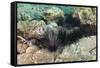 Long-Spined Sea Urchins (Diadema Antillarum)-Reinhard Dirscherl-Framed Stretched Canvas