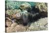 Long-Spined Sea Urchins (Diadema Antillarum)-Reinhard Dirscherl-Stretched Canvas