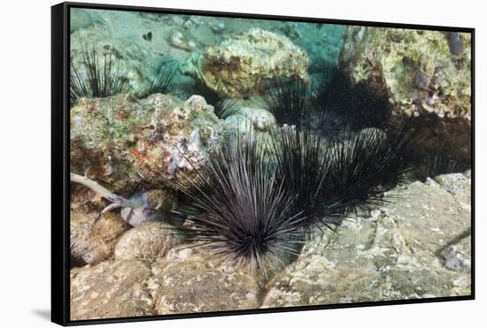 Long-Spined Sea Urchins (Diadema Antillarum)-Reinhard Dirscherl-Framed Stretched Canvas