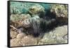 Long-Spined Sea Urchins (Diadema Antillarum)-Reinhard Dirscherl-Framed Stretched Canvas