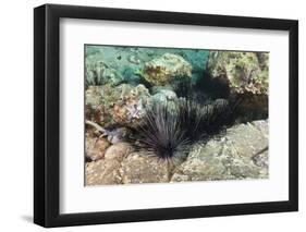 Long-Spined Sea Urchins (Diadema Antillarum)-Reinhard Dirscherl-Framed Premium Photographic Print