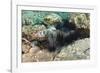 Long-Spined Sea Urchins (Diadema Antillarum)-Reinhard Dirscherl-Framed Photographic Print