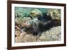 Long-Spined Sea Urchins (Diadema Antillarum)-Reinhard Dirscherl-Framed Photographic Print