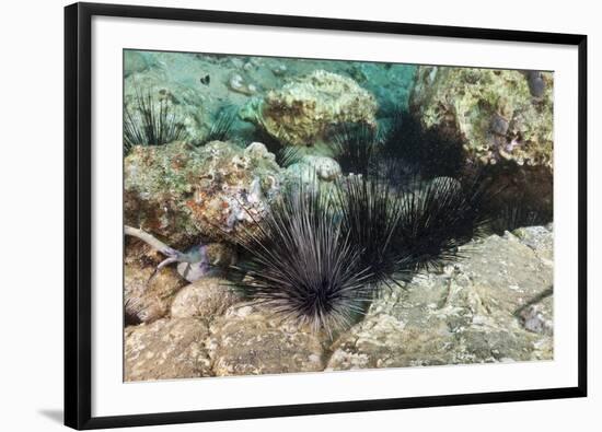 Long-Spined Sea Urchins (Diadema Antillarum)-Reinhard Dirscherl-Framed Photographic Print