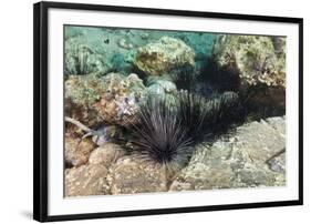 Long-Spined Sea Urchins (Diadema Antillarum)-Reinhard Dirscherl-Framed Photographic Print