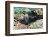 Long-Spined Sea Urchins (Diadema Antillarum)-Reinhard Dirscherl-Framed Photographic Print