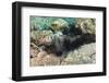 Long-Spined Sea Urchins (Diadema Antillarum)-Reinhard Dirscherl-Framed Photographic Print