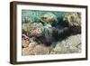 Long-Spined Sea Urchins (Diadema Antillarum)-Reinhard Dirscherl-Framed Photographic Print