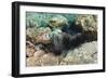 Long-Spined Sea Urchins (Diadema Antillarum)-Reinhard Dirscherl-Framed Photographic Print