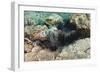 Long-Spined Sea Urchins (Diadema Antillarum)-Reinhard Dirscherl-Framed Photographic Print