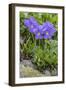 Long-Spurred Violet (Viola Calcarata) in Flower, Val Veny, Italian Alps, Italy, June-Philippe Clement-Framed Photographic Print