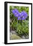 Long-Spurred Violet (Viola Calcarata) in Flower, Val Veny, Italian Alps, Italy, June-Philippe Clement-Framed Photographic Print