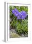 Long-Spurred Violet (Viola Calcarata) in Flower, Val Veny, Italian Alps, Italy, June-Philippe Clement-Framed Photographic Print