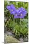 Long-Spurred Violet (Viola Calcarata) in Flower, Val Veny, Italian Alps, Italy, June-Philippe Clement-Mounted Photographic Print