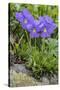 Long-Spurred Violet (Viola Calcarata) in Flower, Val Veny, Italian Alps, Italy, June-Philippe Clement-Stretched Canvas