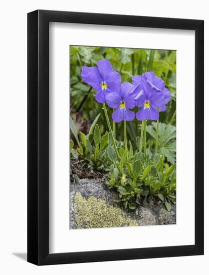 Long-Spurred Violet (Viola Calcarata) in Flower, Val Veny, Italian Alps, Italy, June-Philippe Clement-Framed Photographic Print