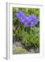 Long-Spurred Violet (Viola Calcarata) in Flower, Val Veny, Italian Alps, Italy, June-Philippe Clement-Framed Photographic Print