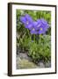 Long-Spurred Violet (Viola Calcarata) in Flower, Val Veny, Italian Alps, Italy, June-Philippe Clement-Framed Photographic Print