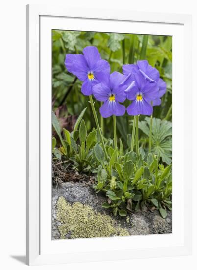 Long-Spurred Violet (Viola Calcarata) in Flower, Val Veny, Italian Alps, Italy, June-Philippe Clement-Framed Photographic Print