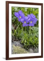 Long-Spurred Violet (Viola Calcarata) in Flower, Val Veny, Italian Alps, Italy, June-Philippe Clement-Framed Photographic Print