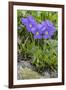 Long-Spurred Violet (Viola Calcarata) in Flower, Val Veny, Italian Alps, Italy, June-Philippe Clement-Framed Photographic Print