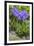 Long-Spurred Violet (Viola Calcarata) in Flower, Val Veny, Italian Alps, Italy, June-Philippe Clement-Framed Photographic Print